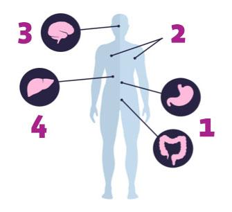 Alcohol and your body illustration